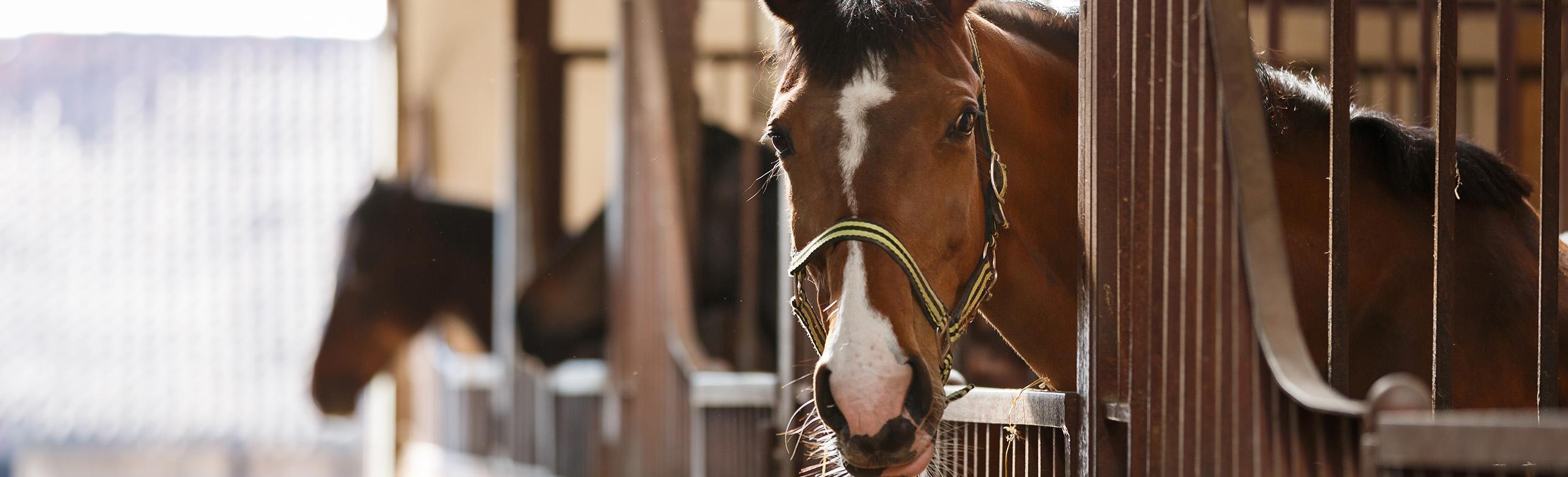 REGUPOL equiline impact - the ideal wall covering for horse boxes to protect against injuries Horse in the stall with REGUPOL equiline impact - resilient wall covering for horse stalls to protect against injuries